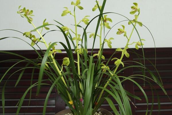 兰花变黄怎么挽救,更换土壤并控制光照