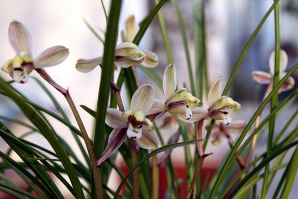 兰花变黄怎么挽救,更换土壤并控制光照