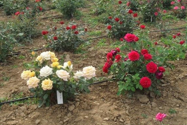 玫瑰花如何育苗，可以通过以下3种方法进行