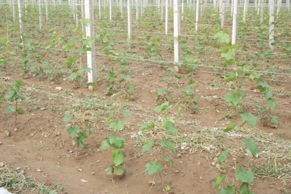 葡萄几月种植