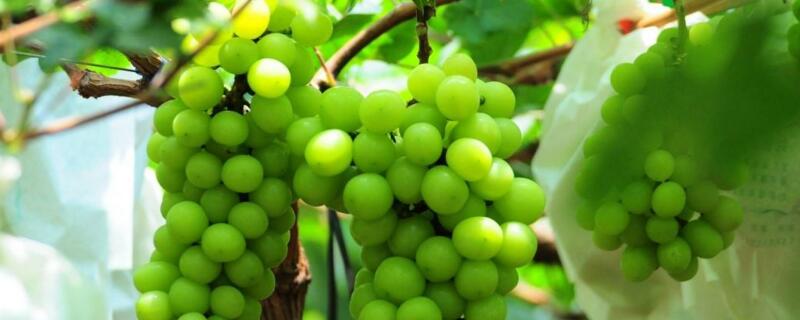 葡萄是用什么传播种子