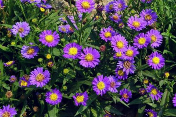 荷兰菊四季开花吗，它的花期在每年的8~10月
