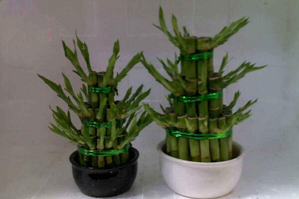 富贵竹的土养殖方法