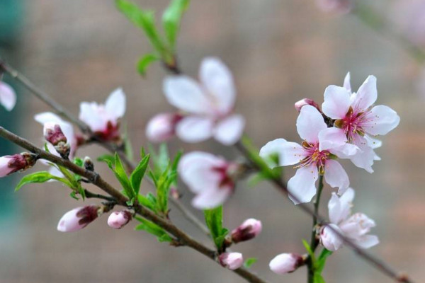 桃树开花能浇水吗