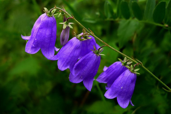 风铃花怎么浇水