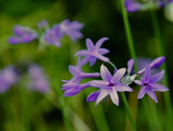 紫娇花的花语：铭记在心