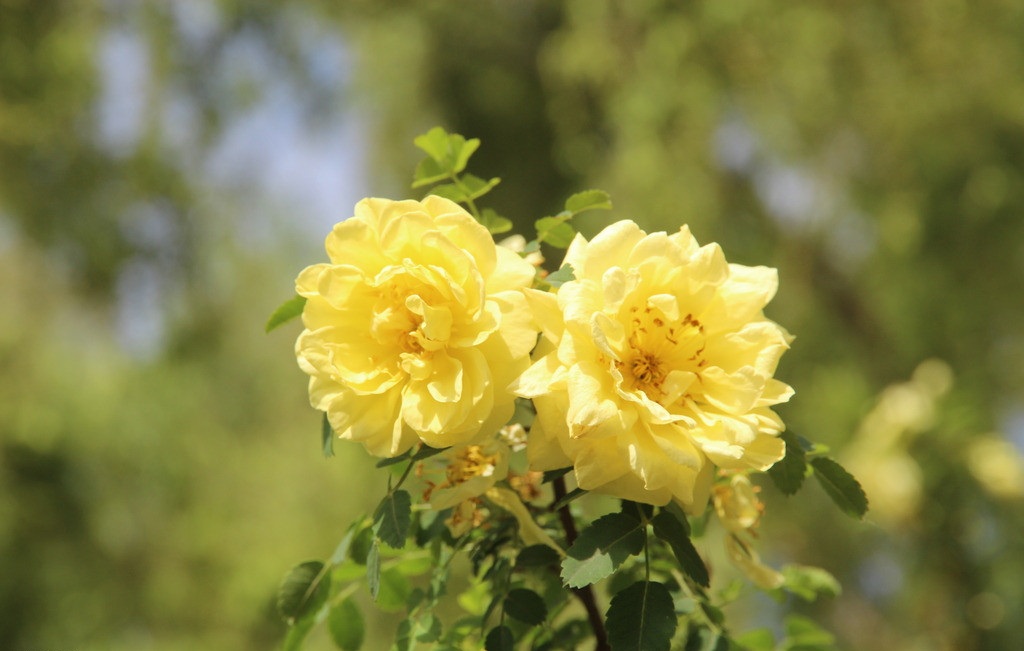 黄刺玫的花语：希望与你泛起激情的爱。