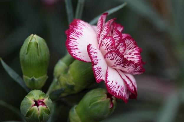 康乃馨一年开几次花（一次），盘点一年四季开花的养殖方法