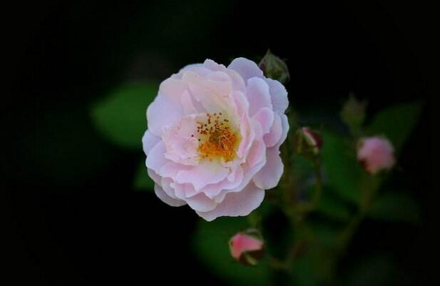 蔷薇花的功效和作用，清热祛暑又和胃