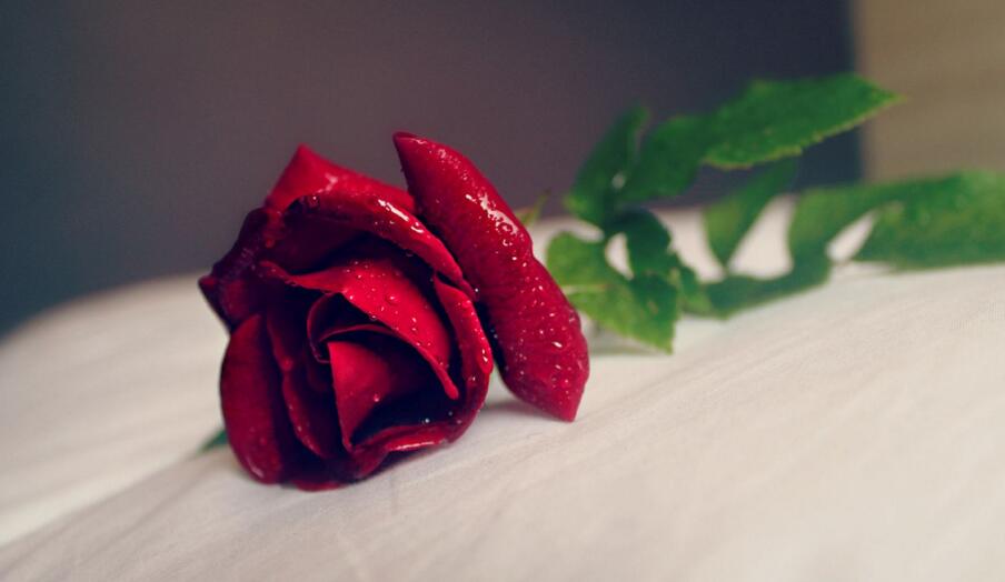 送玫瑰花朵数的含义，999朵天长地久的爱