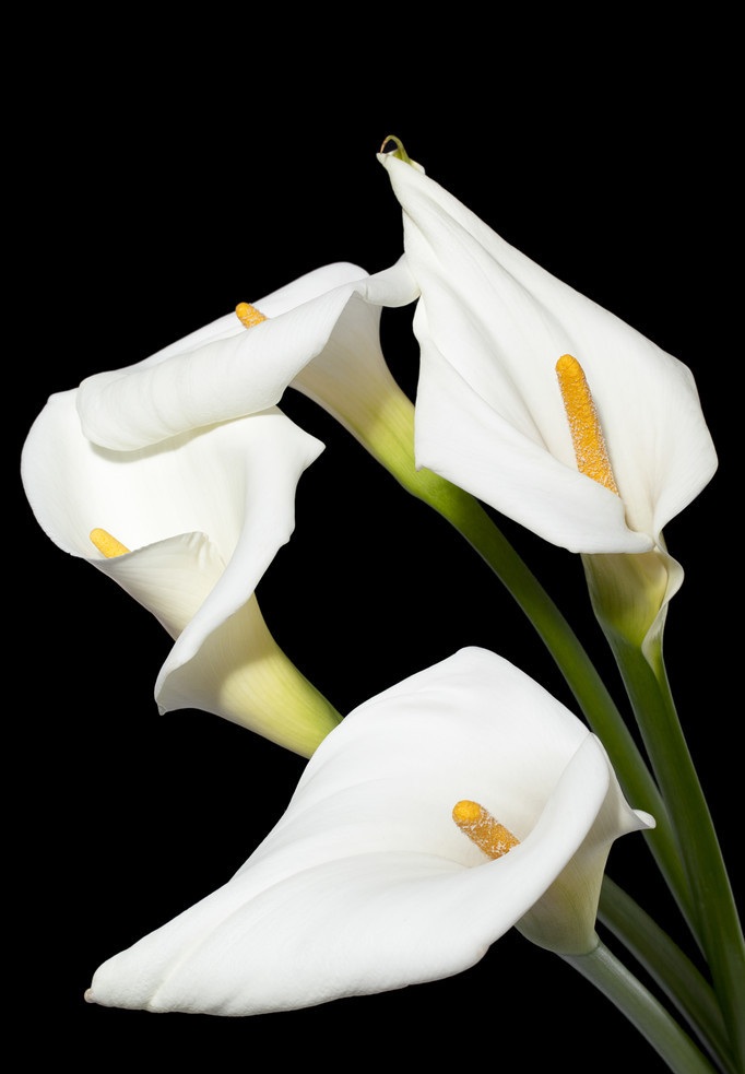 白色马蹄莲花语：忠贞不渝，永结同心