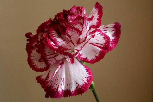 红色康乃馨花语，祝愿母亲健康长寿