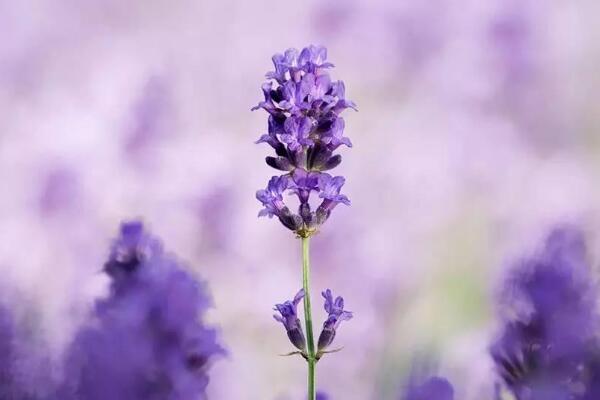 紫色薰衣草花语是什么，等待爱情的奇迹