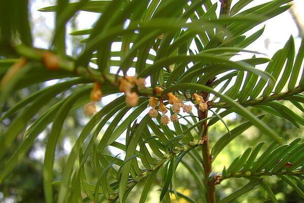 红豆杉的风水作用，象征长寿与不朽
