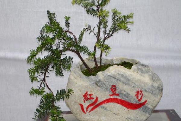 红豆杉的风水作用，象征长寿与不朽