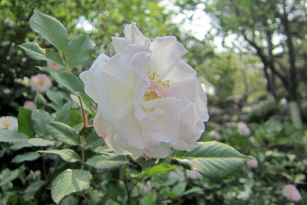 蔷薇花的寓意有什么，爱情与思念