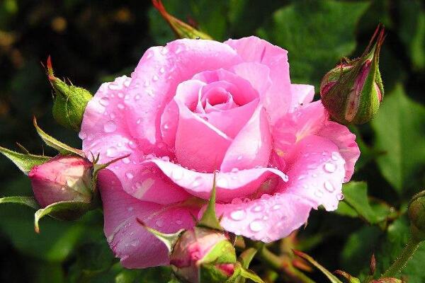 蔷薇花的寓意有什么，爱情与思念