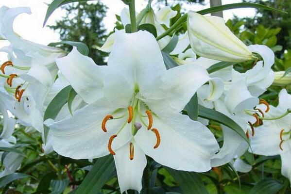 香水百合一年开几次花，自然条件一年开一次/温室栽培可以开两次