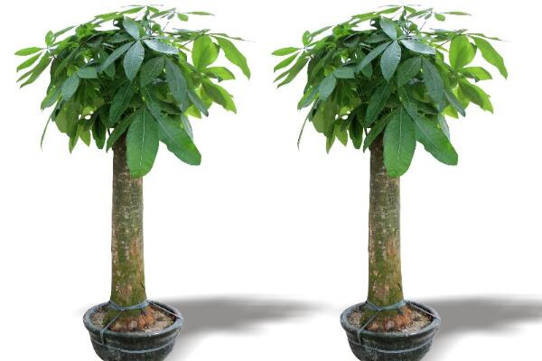 发财树的养法，发财树的养殖方法和注意事项