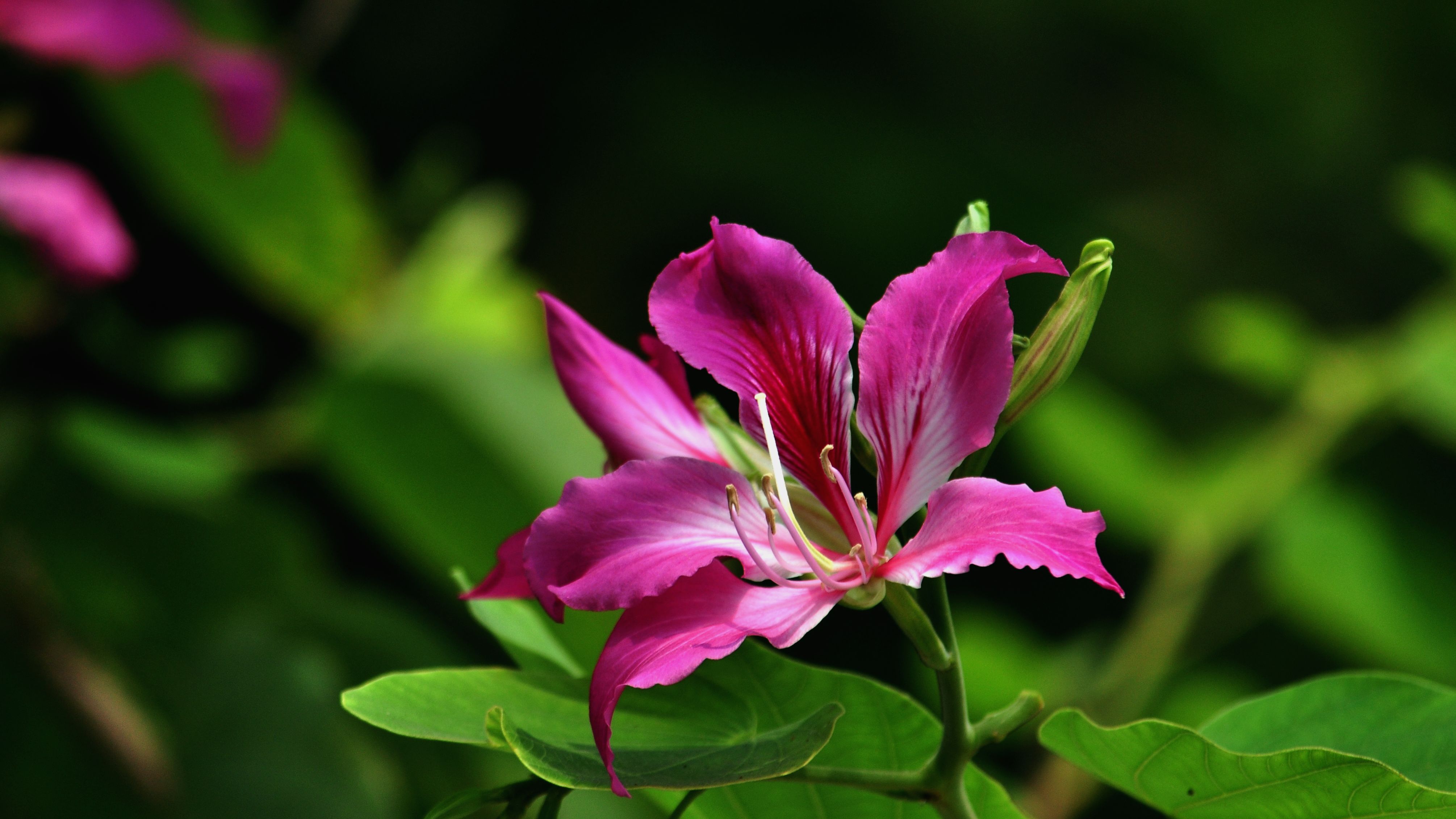 紫荆花又称红花羊蹄甲，代表着亲情