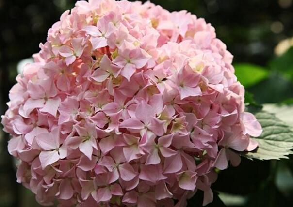 粉色绣球花的花语，期待美好的爱情
