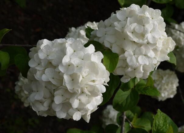 白色绣球花的花语，光明的希望之光