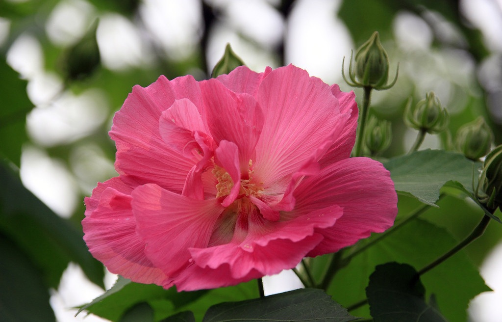 芙蓉花花语：纤细之美、贞操、纯洁