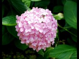粉色绣球花的花语代表着期待美好的爱情