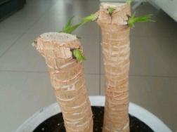 砍头的龙血树多久才能发芽？