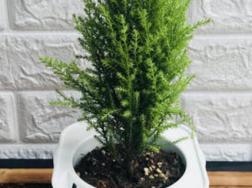 香松变干怎么救