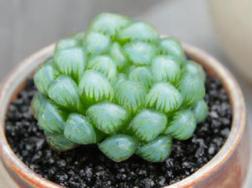 玉露的移植方法