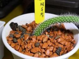 猴尾柱怎么浇水