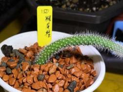 猴尾柱烂根怎么办