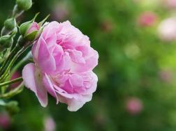 蔷薇花语