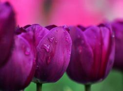 紫色郁金香花语