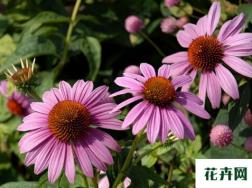 紫锥菊的花与健康、药用价值