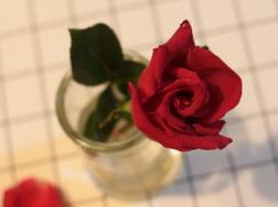 玫瑰花怎么处理不浪费，水培保存或制成干花