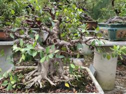 榕树的养殖方法和注意事项，保证修剪工作和优质通风性