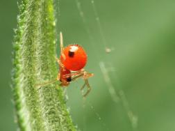 红蜘蛛用什么药最有效，本丁哒螨灵乳油药效超强
