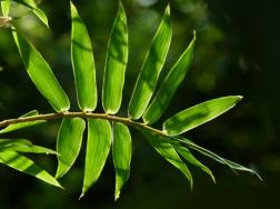 竹子的种类有哪些，凤尾竹富贵竹可在家中盆栽