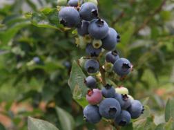 蓝莓树如何修剪，建议在夏季生长期操作