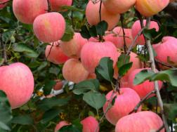 秋天成熟的果子有哪些，苹果/红龙果/葡萄等