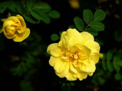 黄蔷薇花语是什么，象征着永恒的微笑