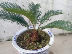 铁树养殖方法和注意事项，浇水保证盆土见干见湿