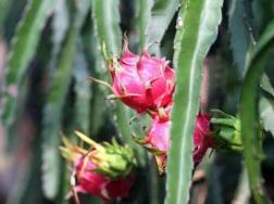 火龙果种植盆栽方法，可用扦插或播种方式繁殖