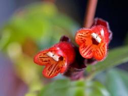 口红吊兰的养殖方法和注意事项，最佳生长适温在15~25℃