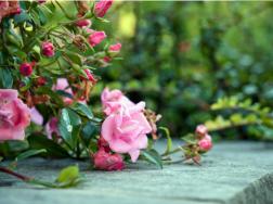 粉红色玫瑰花代表什么，美好的初恋/爱的宣言等