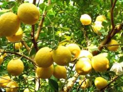 柠檬树盆栽种植方法