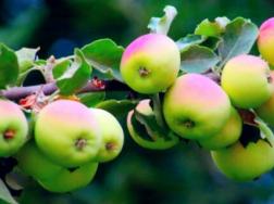苹果树需要授粉吗