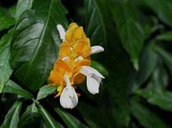 黄虾花怎么养